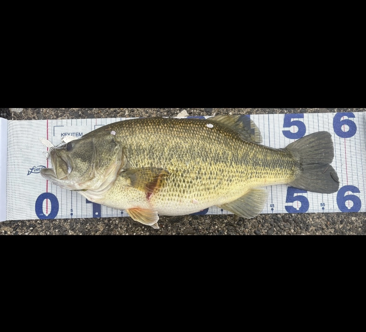 58cm