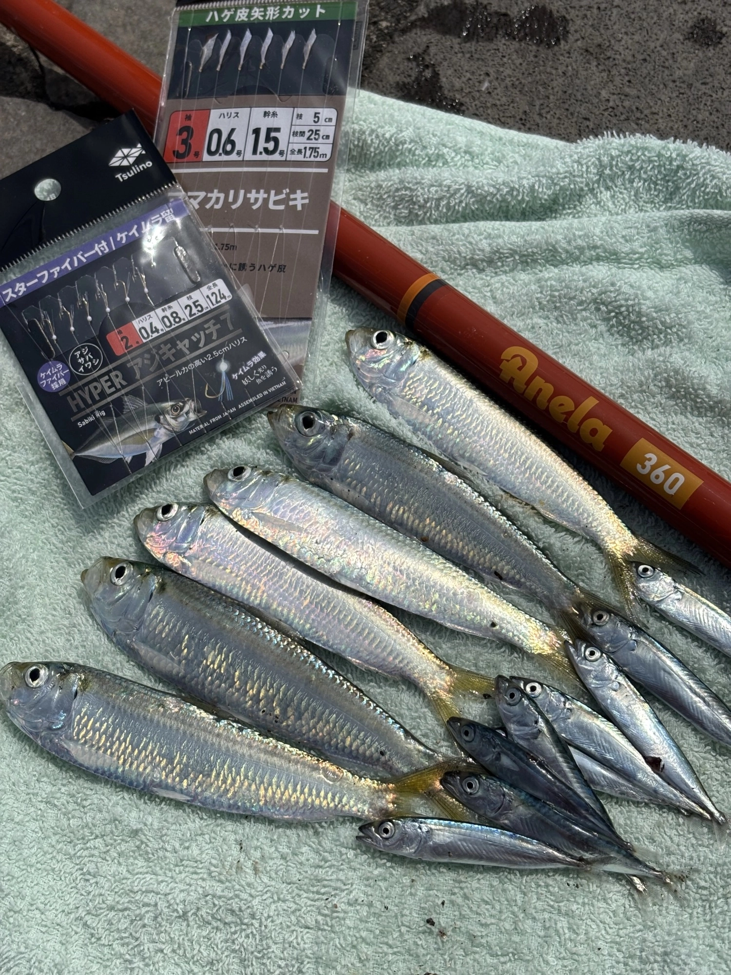 自己記録！大幅更新✨ | 釣具のイシグロ | 釣り情報サイト