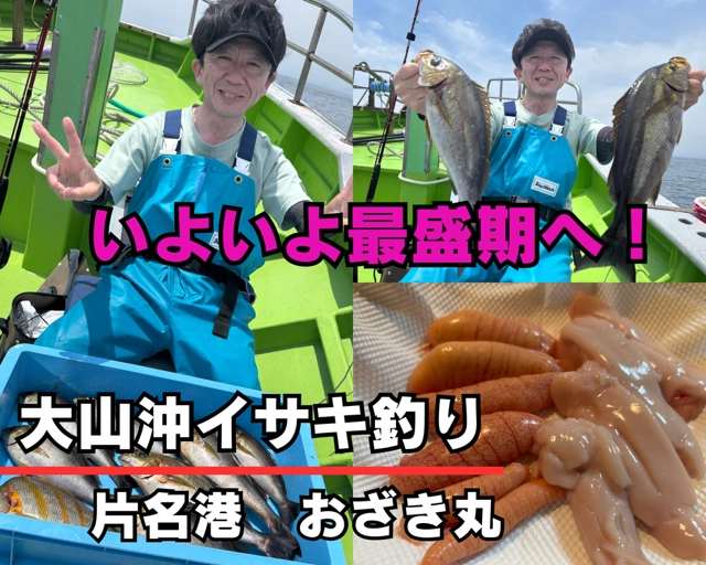 いよいよ最盛期！大山沖のイサキ釣り!★おざき丸
