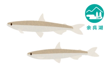 余呉湖のワカサギ釣り