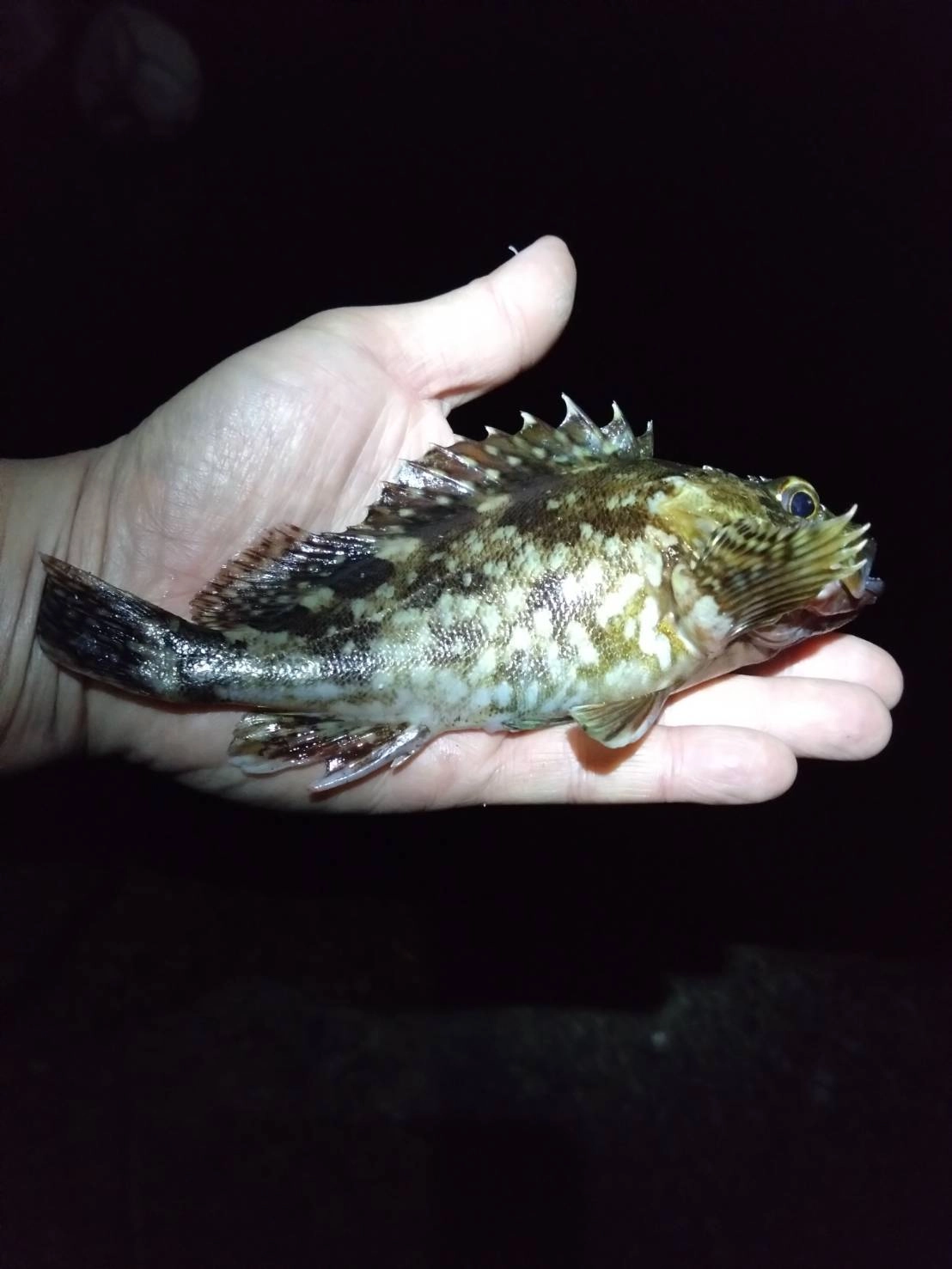 カサゴは元気いっぱい