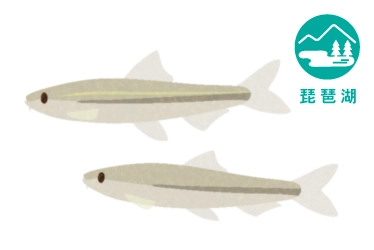 琵琶湖のホンモロコ釣り