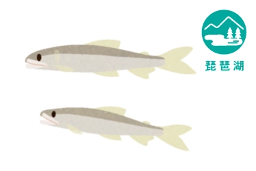 琵琶湖の小鮎（コアユ）釣り