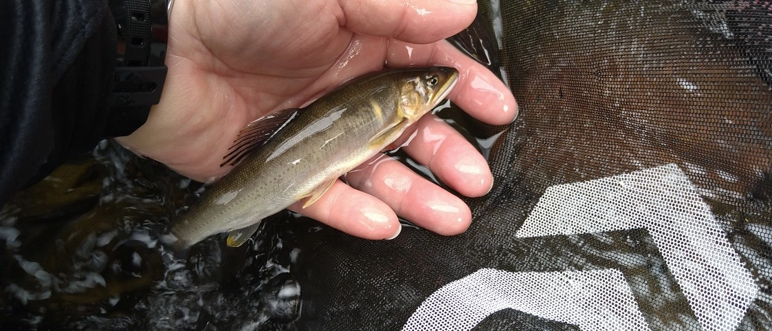 釣行後で掛かりどころ悪く色変わりしていますがマッ黄色でした♪