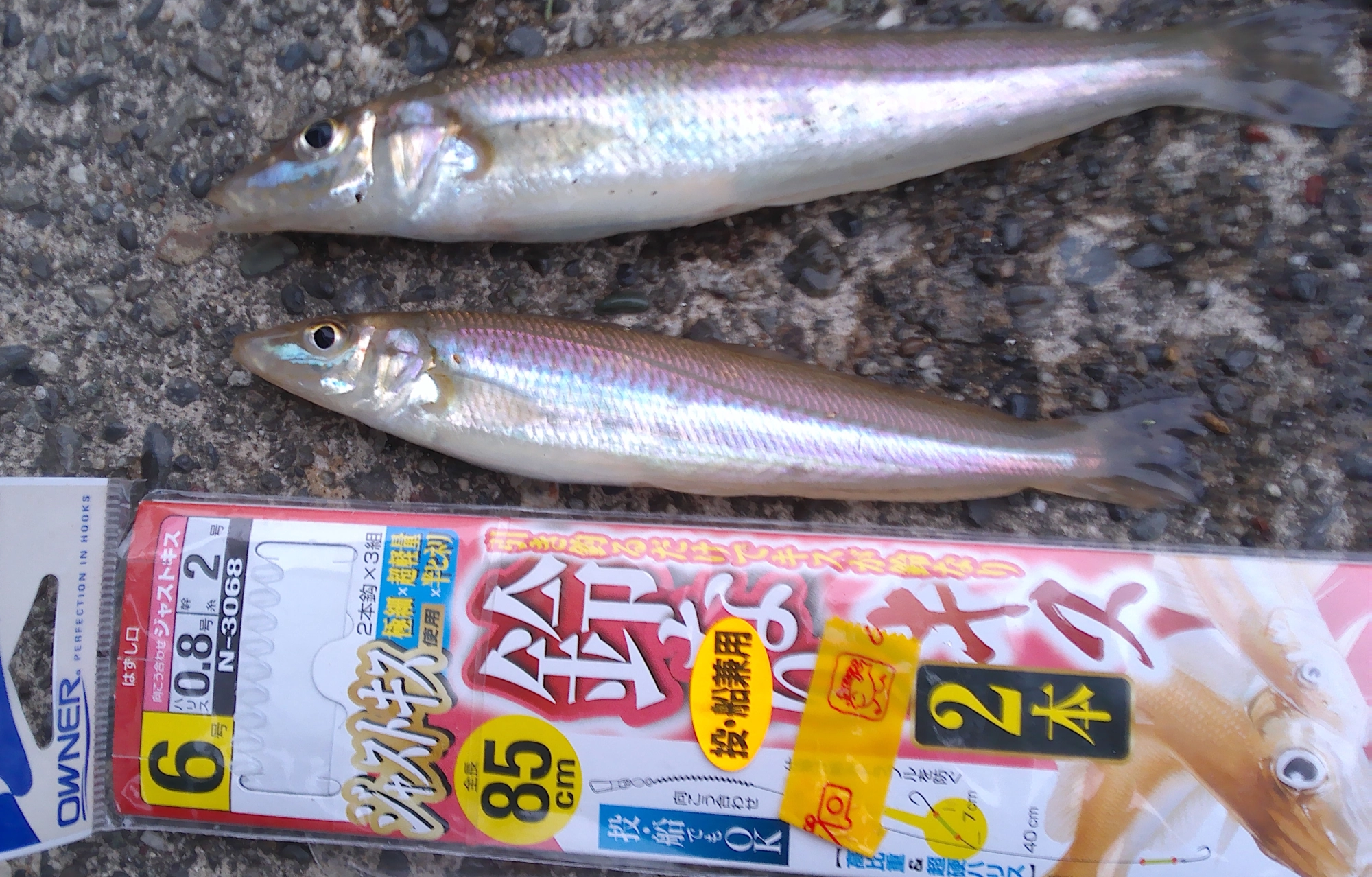 仕掛けは鈴なりキス２本仕掛け、針が細軸で軽いので針掛かりが良くオススメです。フグのアタリも増えてきたので替えの仕掛けは２パックは欲しいですね。