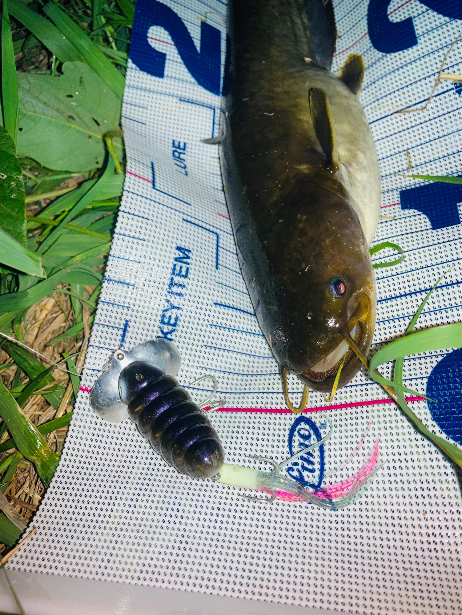 タコベイトをガッツリ捕食❕