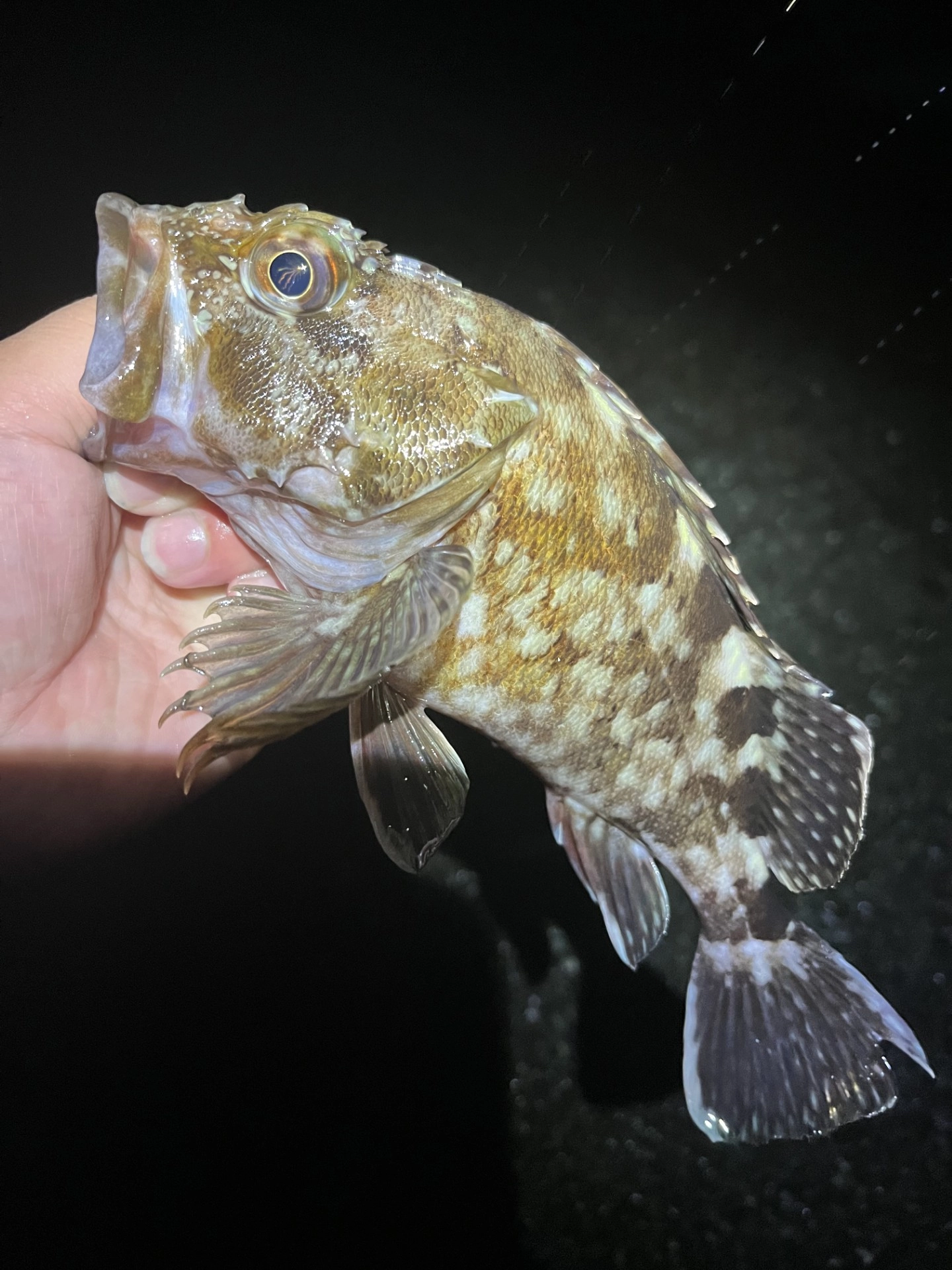 カサゴは25cmまで出ました