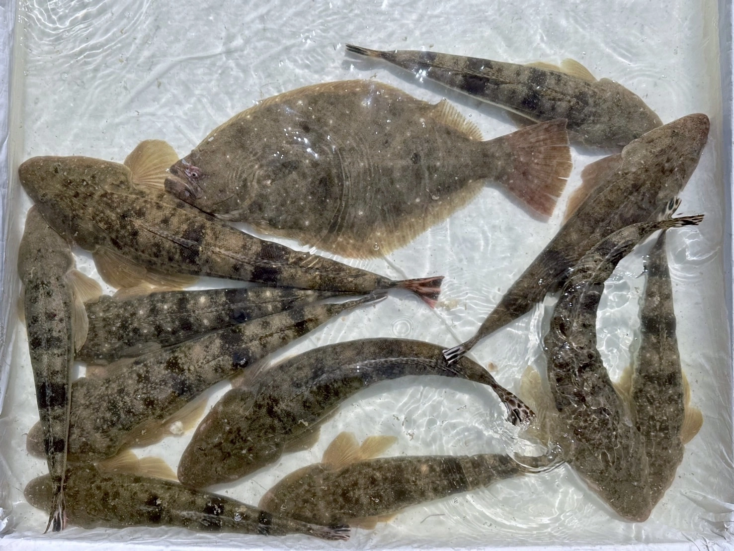 釣れた魚は全て持ち帰り、美味しく頂きます♪