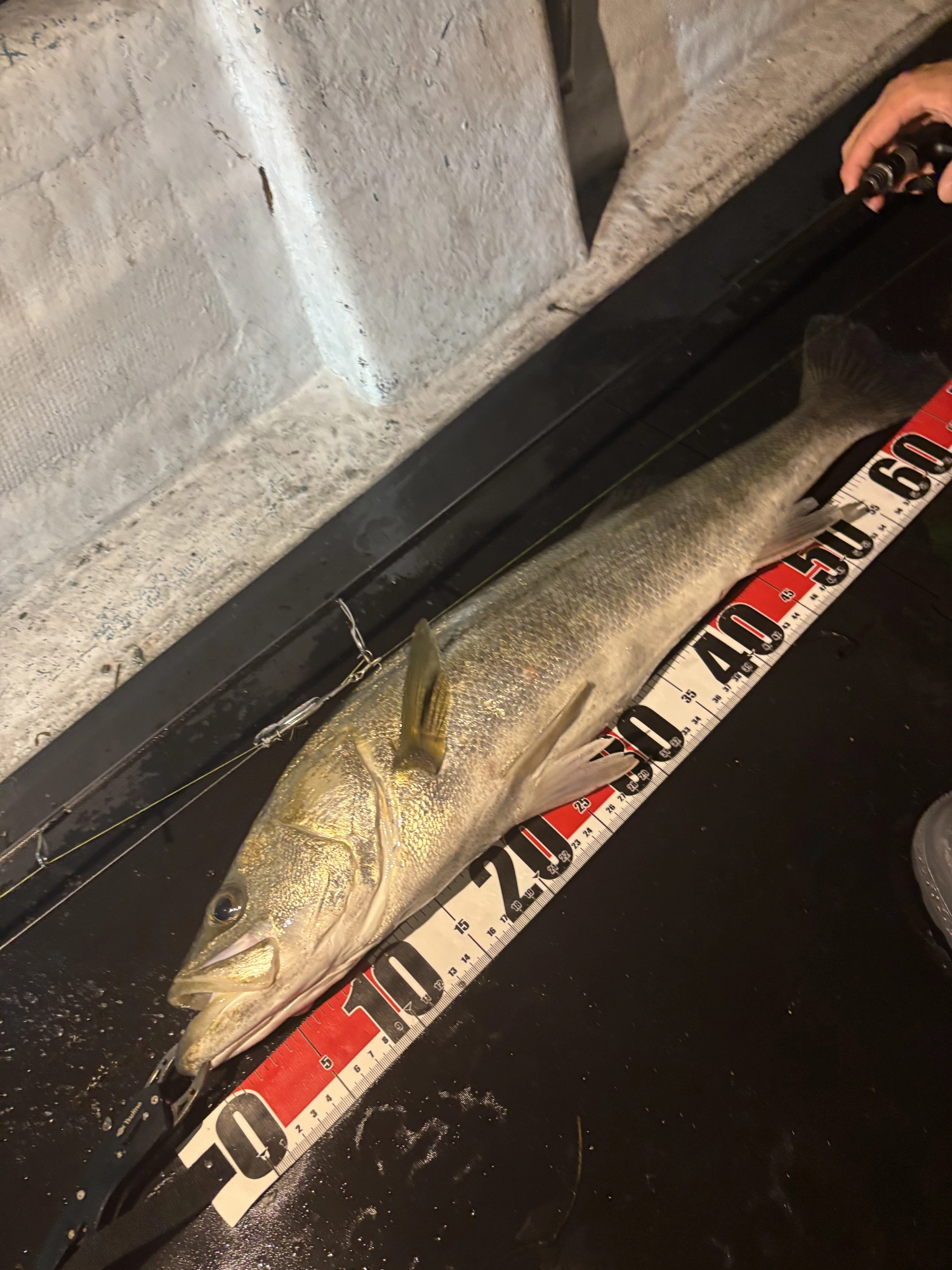 Captured20でシーバス72ｃｍ！！