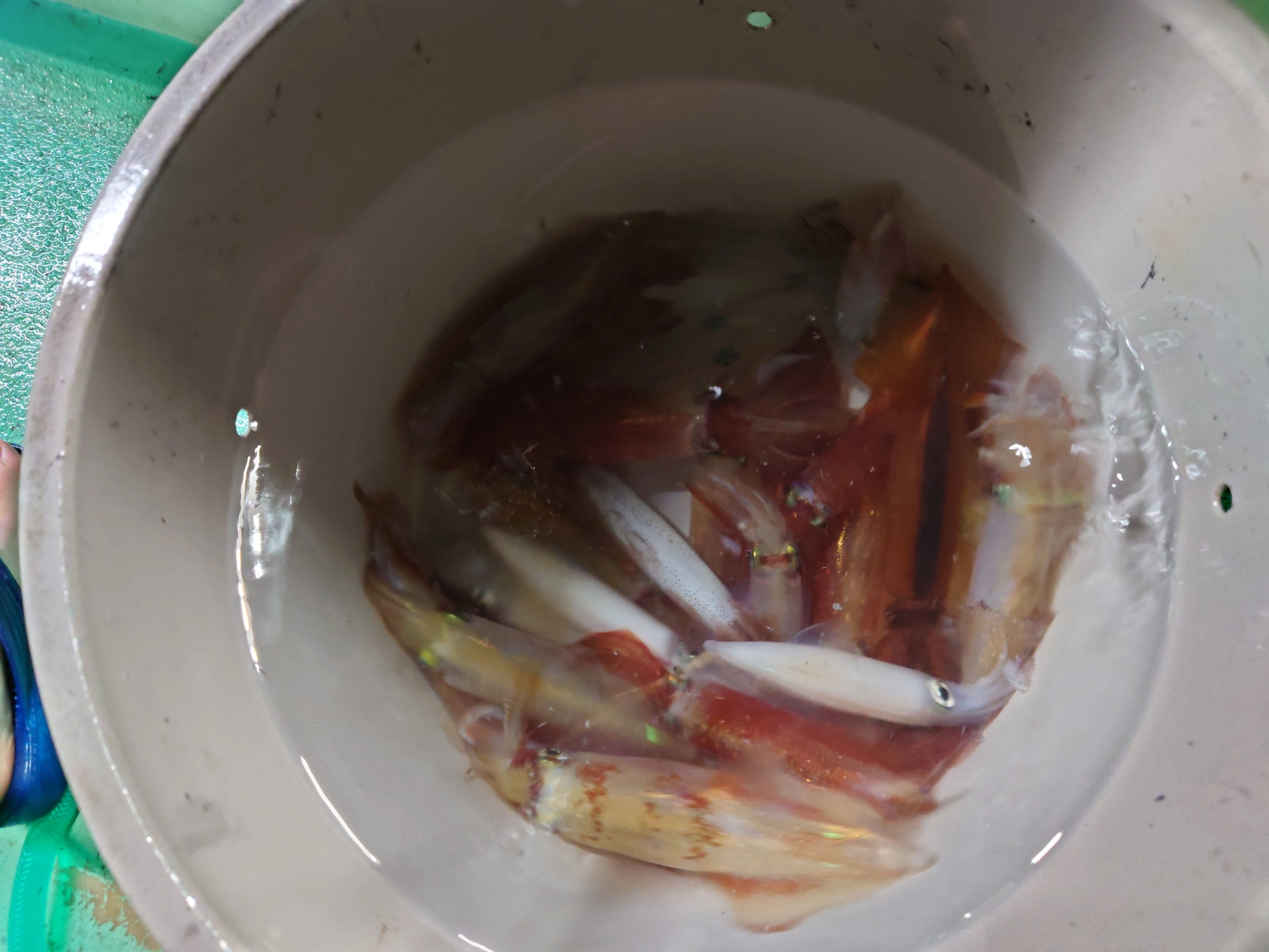 マルイカの釣果が出始めました！イカメタルでの釣果です。詳細は「つり情報」にて。