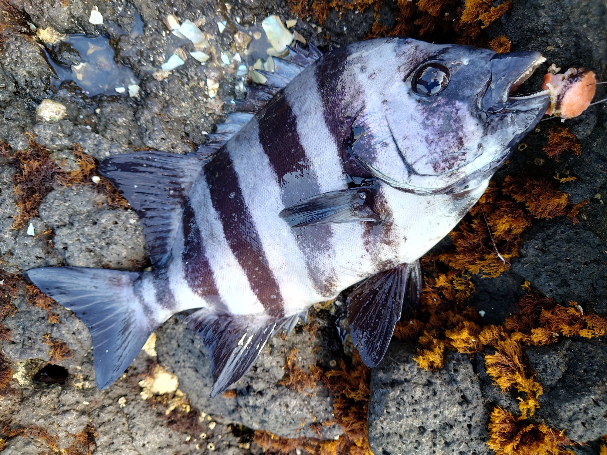 朝の8時30分前後の潮が緩んだタイミングに石鯛を釣ることができました！