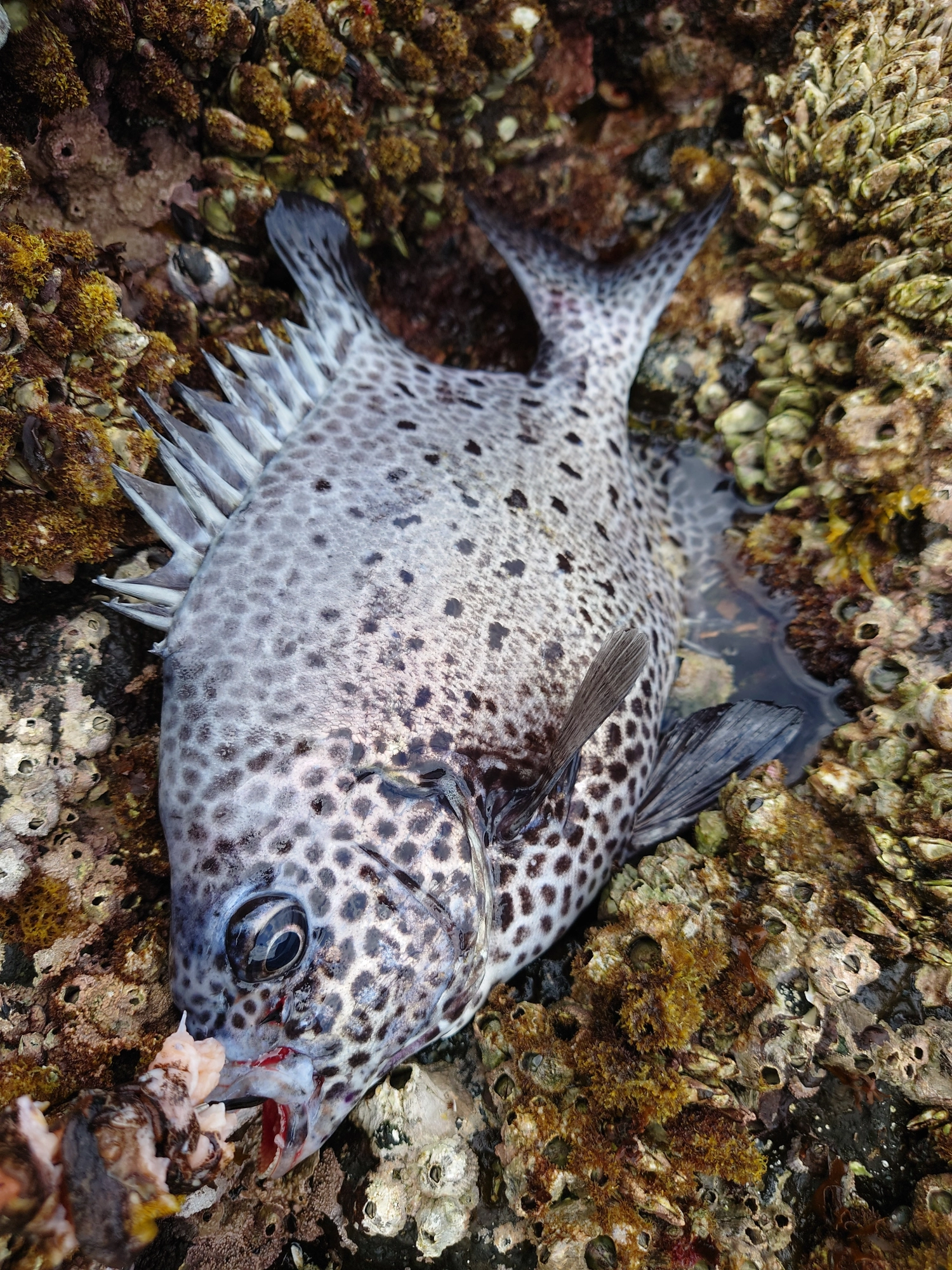 石鯛を釣った後にすぐ仕掛けを入れ直したところ、別の石鯛らしきアタリがありましたが掛けきれず。その後にイシガキダイの活性も上がりました。