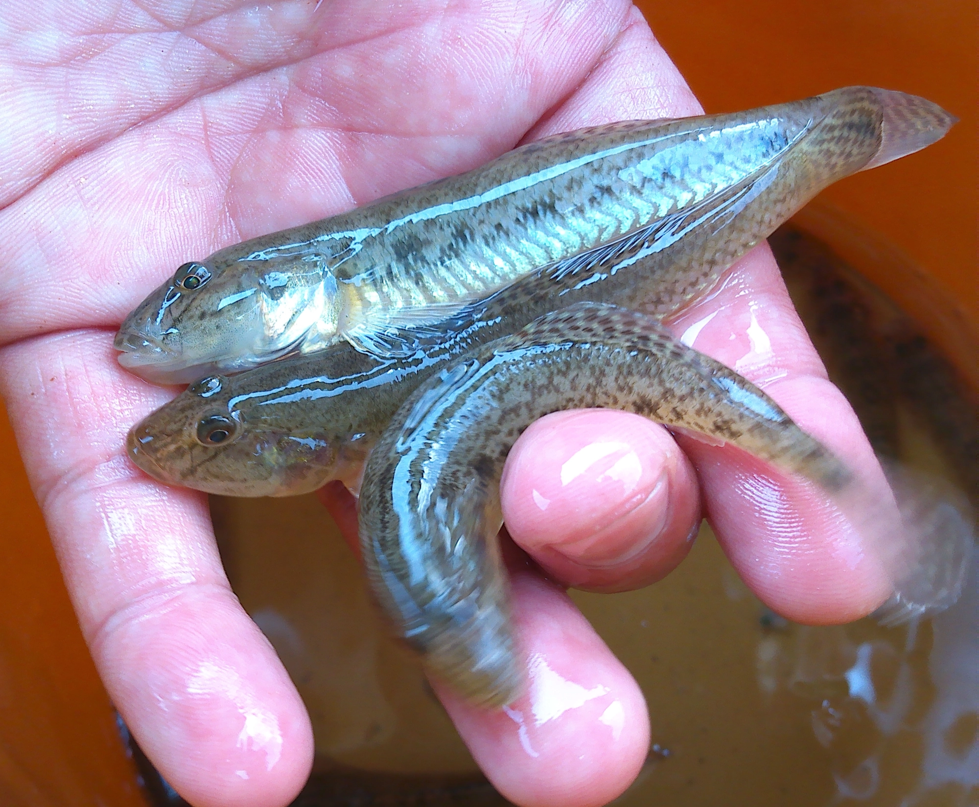 このサイズのハゼが釣れてきましたよ。