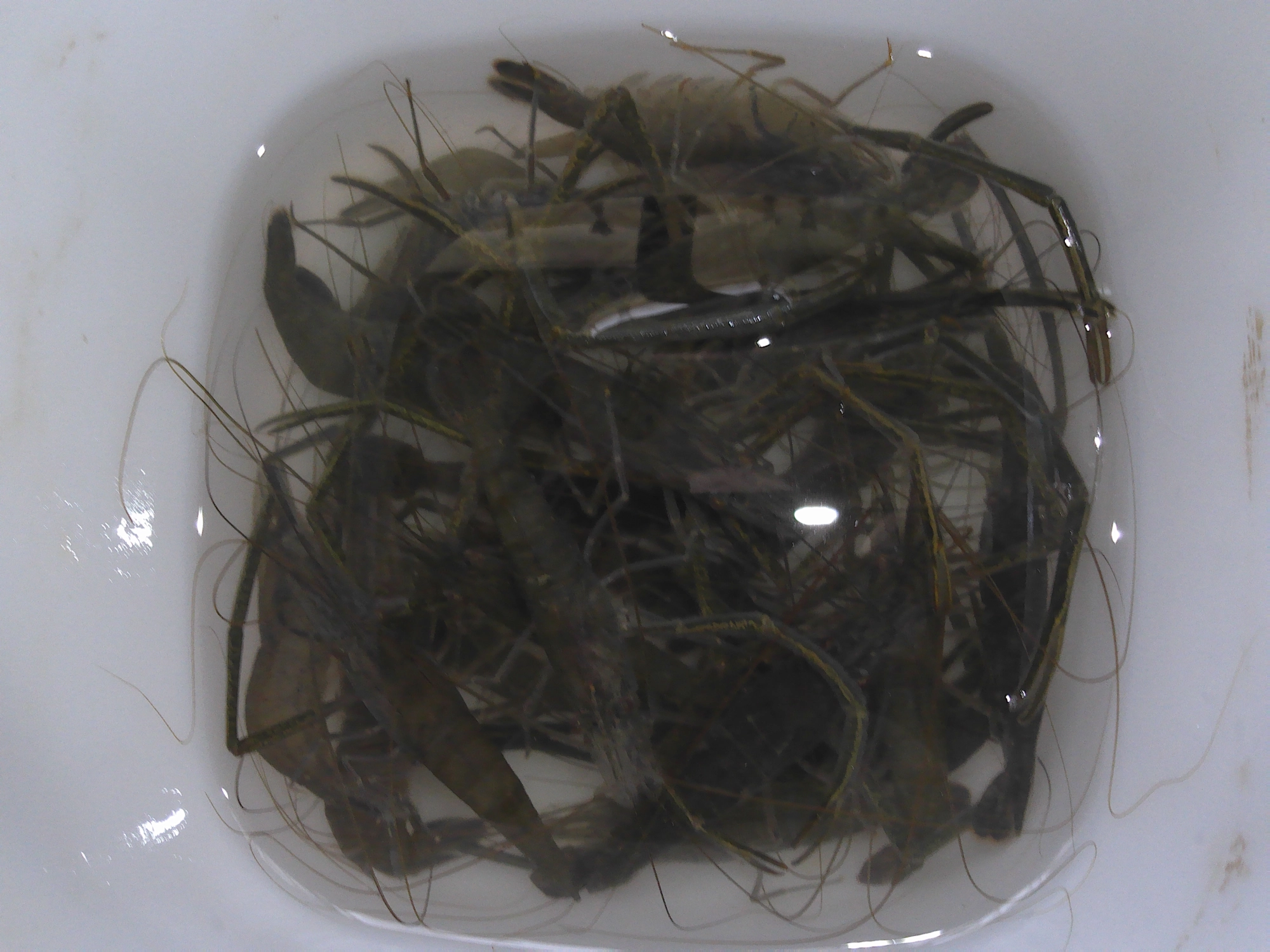 時合に突入のタイミングで釣り場についたのか入れ食い状況になりあっという間にバケツがいっぱいに♪