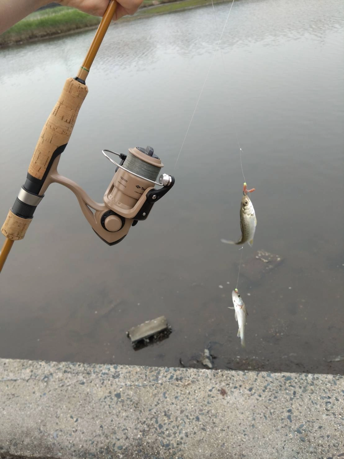 ２本針仕掛けにどんどんかかってきましたよ