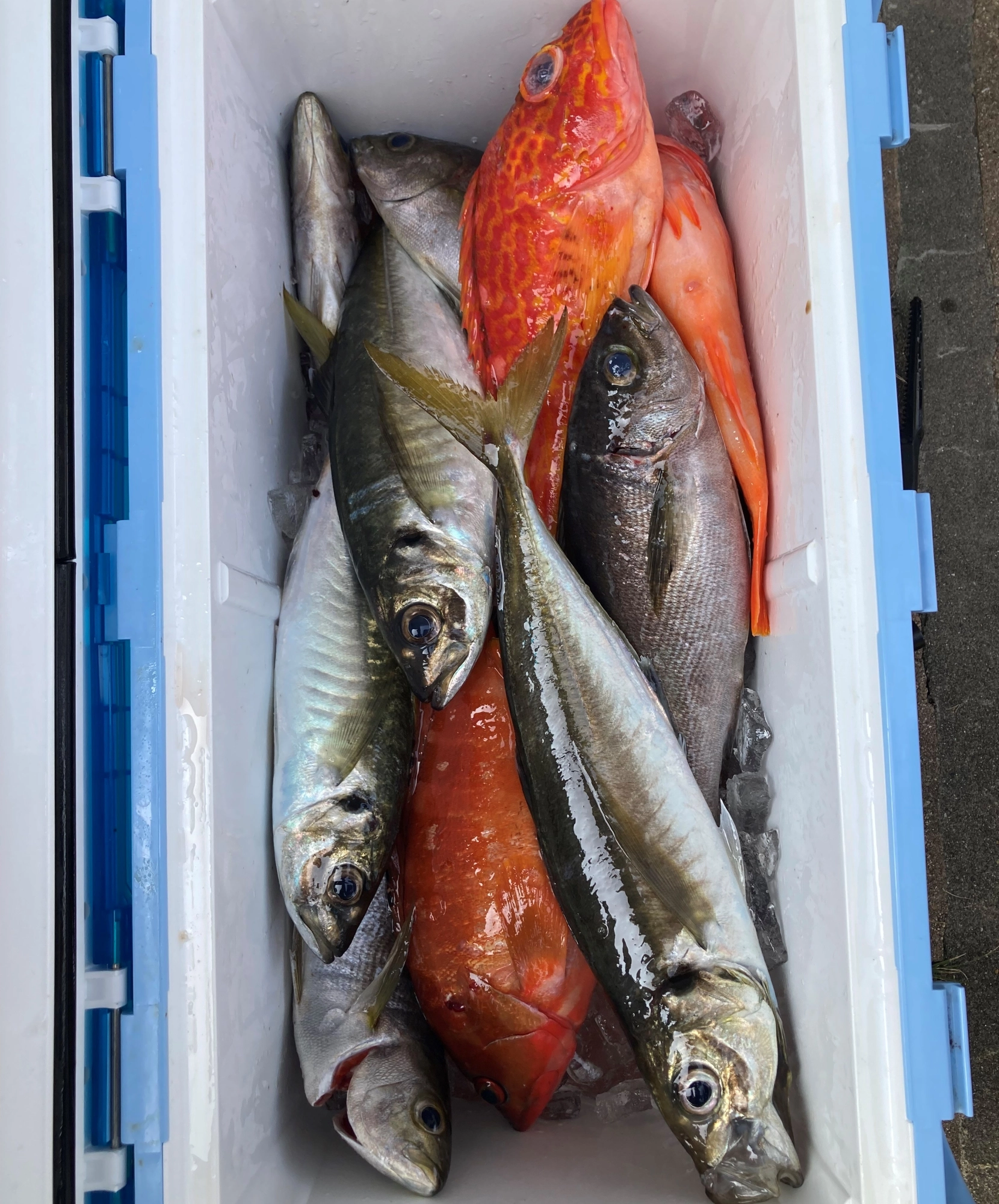 美味しい魚が釣れました！