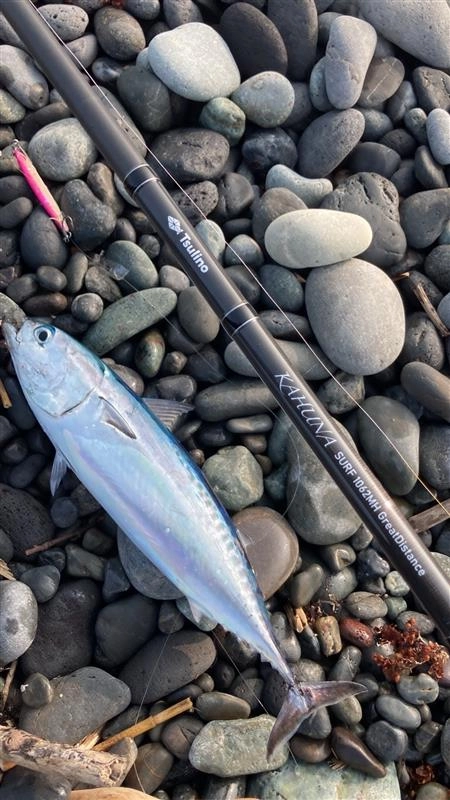 速報!2025年沼津店釣果情報 サーフショアジギング青物回遊中! | 釣具 速報!2025年沼津店釣果情報 サーフショアジギング青物回遊中! | 釣具