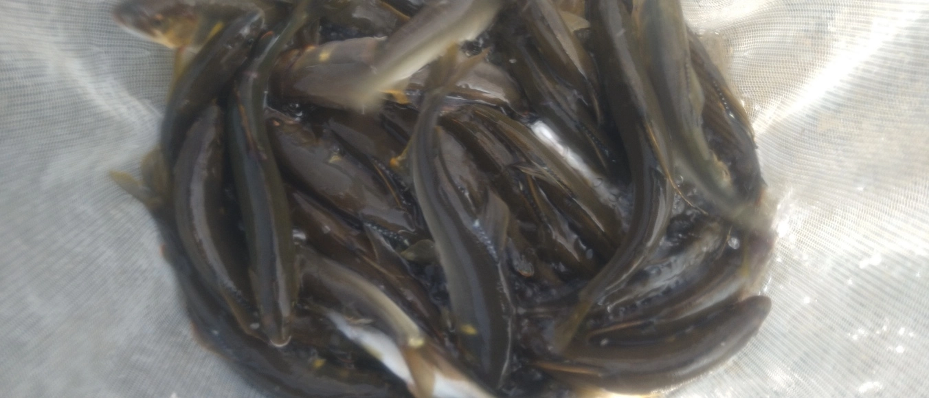 楽しい47匹の釣果でした！