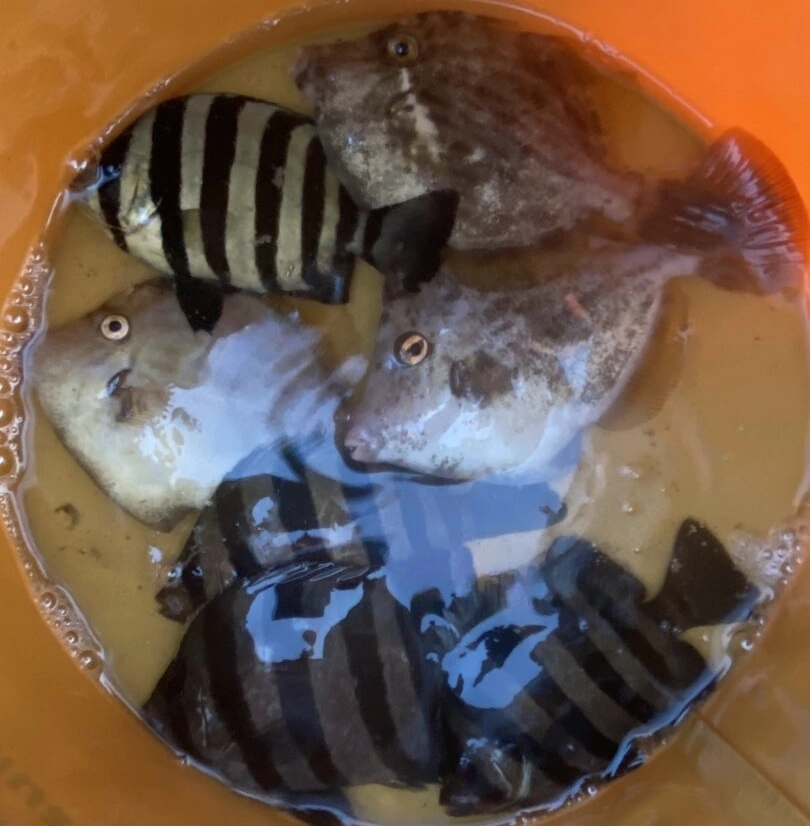 夕方の暗くなるまでの間にカワハギを狙ってみました。カワハギ以外にもイシダイの子供、ベラなどいろいろな魚が釣れてきますよ。
