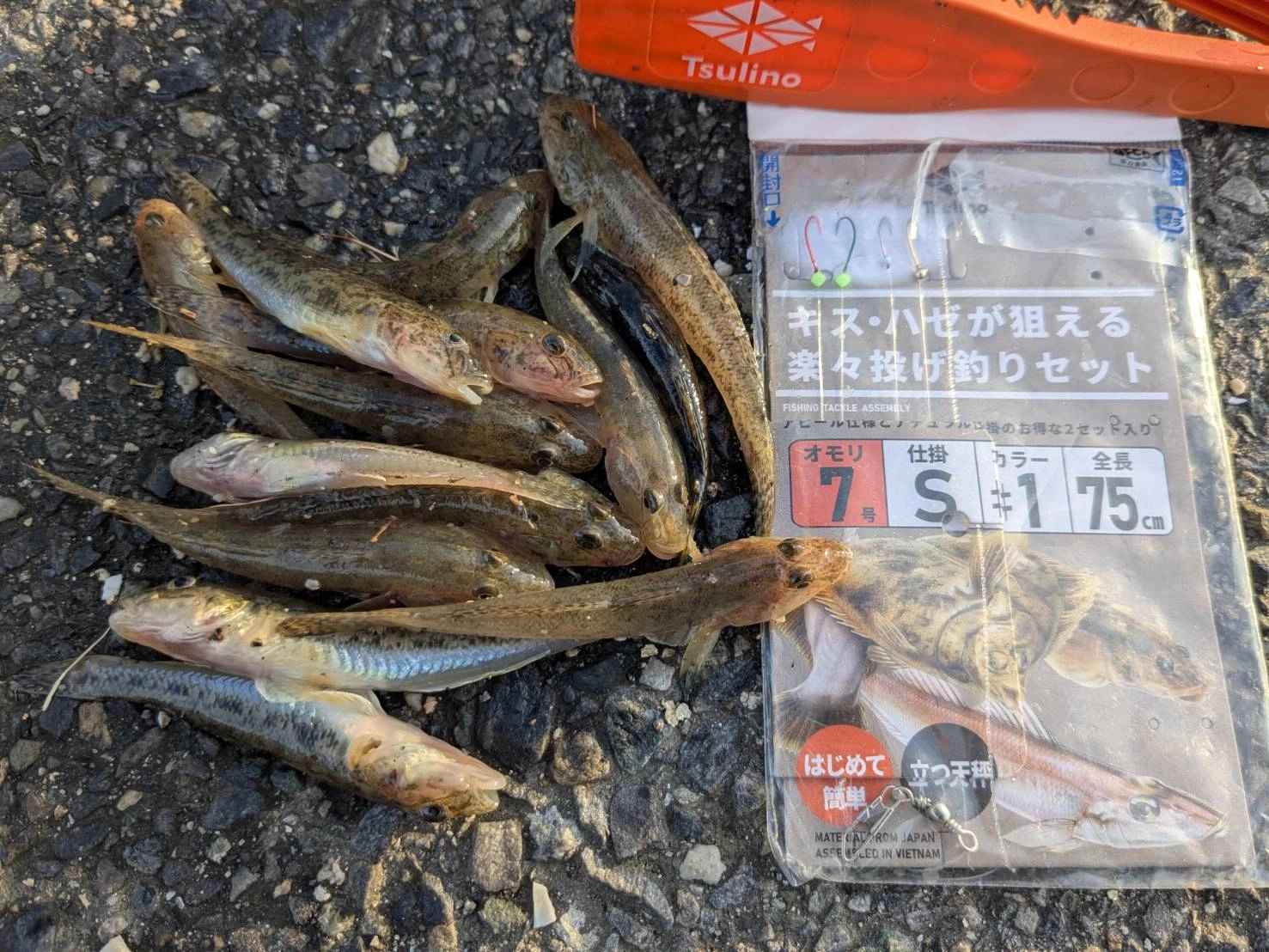 ハゼ釣果