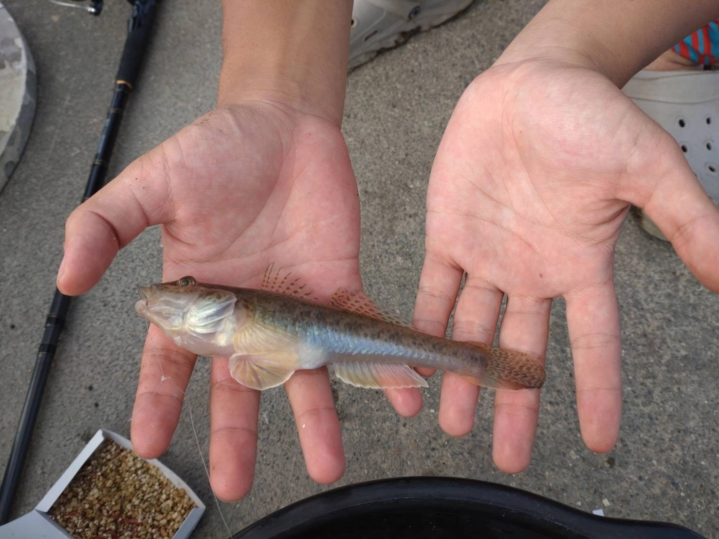 立田大橋開通記念 ハゼ　トップ.jpg