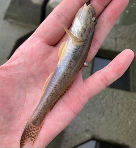 天竜川のハゼは綺麗ですよ。