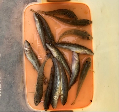2時間ほどで15匹釣れました。