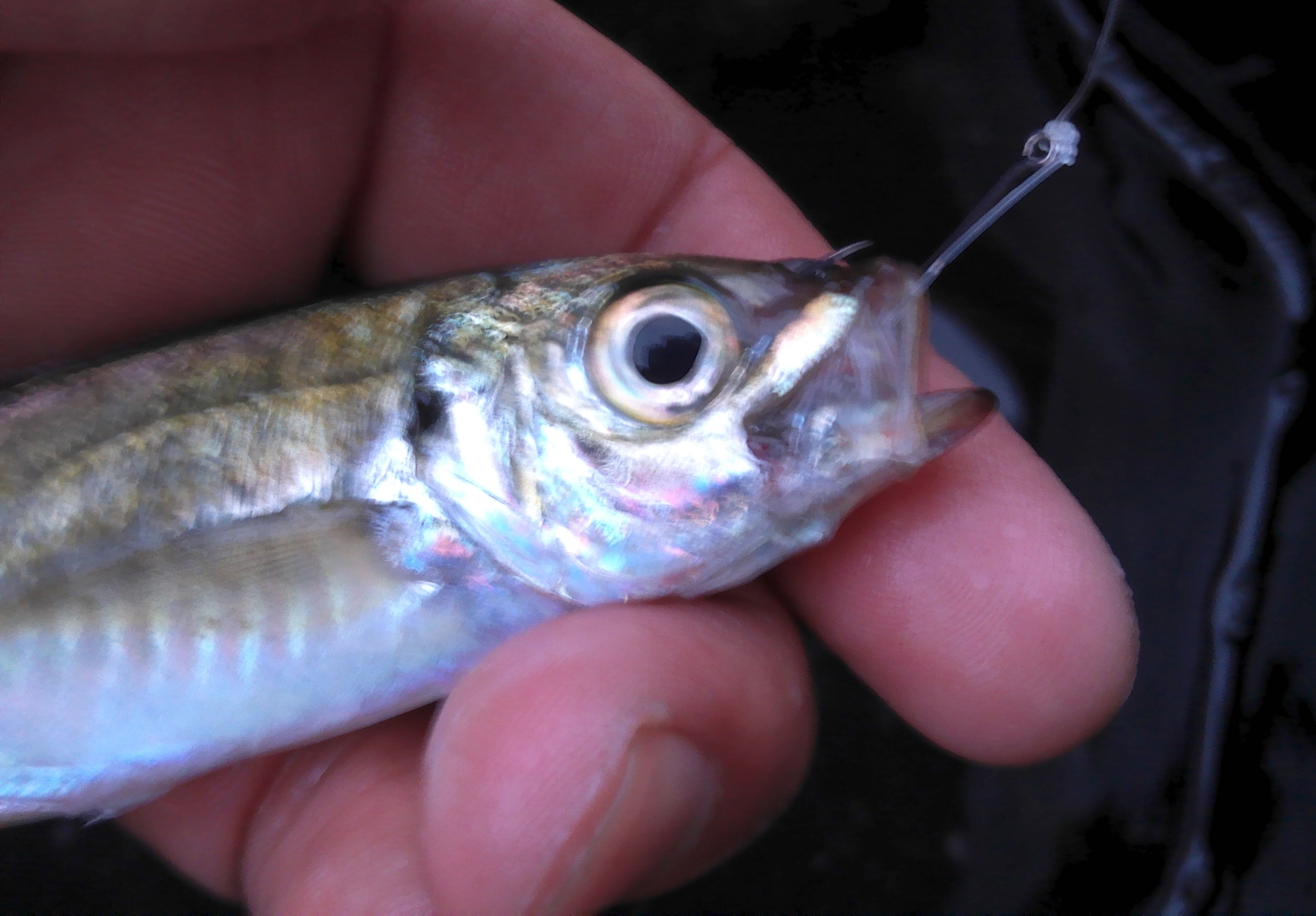 今回はサビキ釣りをしてアジを確保、１時間ほどで20匹アジが釣れました。アジの鼻に針を刺して足元へ投げ込んでアタリを待つだけ。