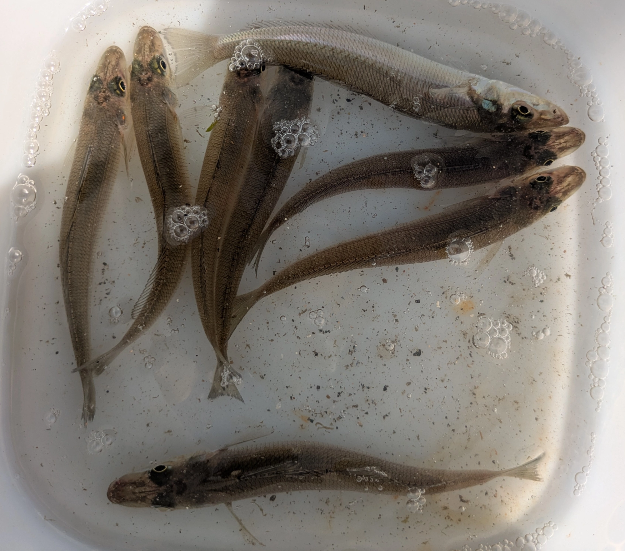 針掛りの良かったキスは活かしておき『泳がせ釣り』のエサにしましたが今回は不発・・・