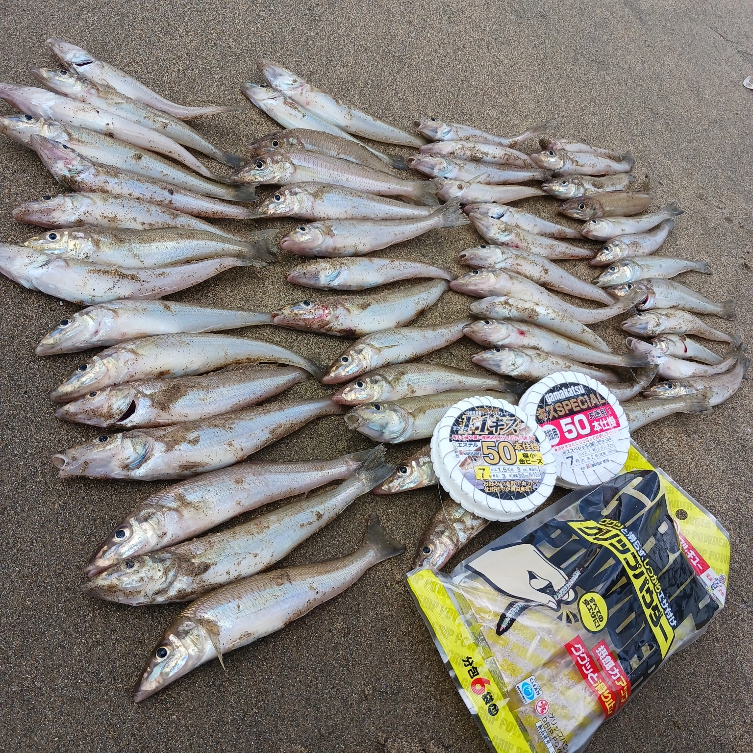 三重県キス釣り情報】津市町屋方面シロギス好調！釣果53匹！最大19cm