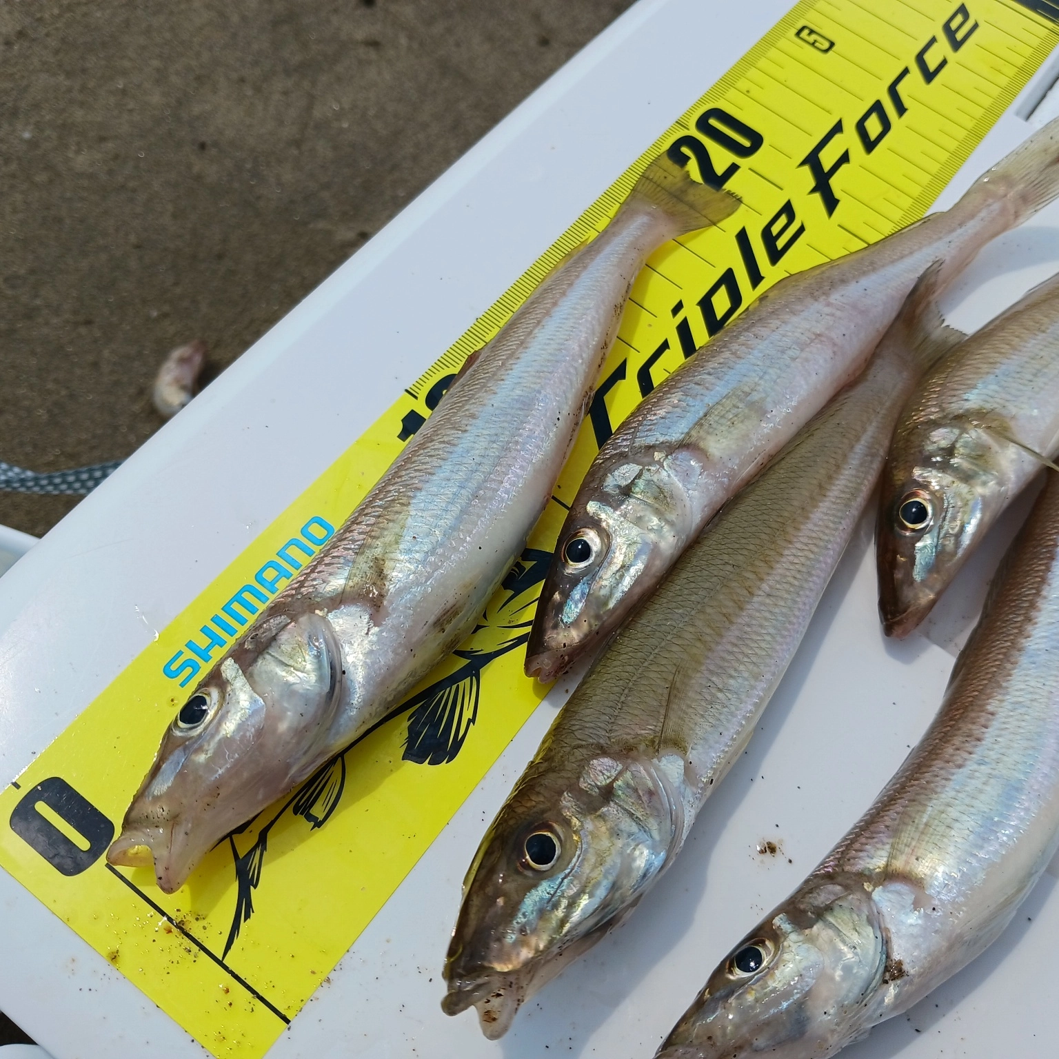 三重県キス釣り情報】津市町屋方面シロギス好調！釣果53匹！最大19cm