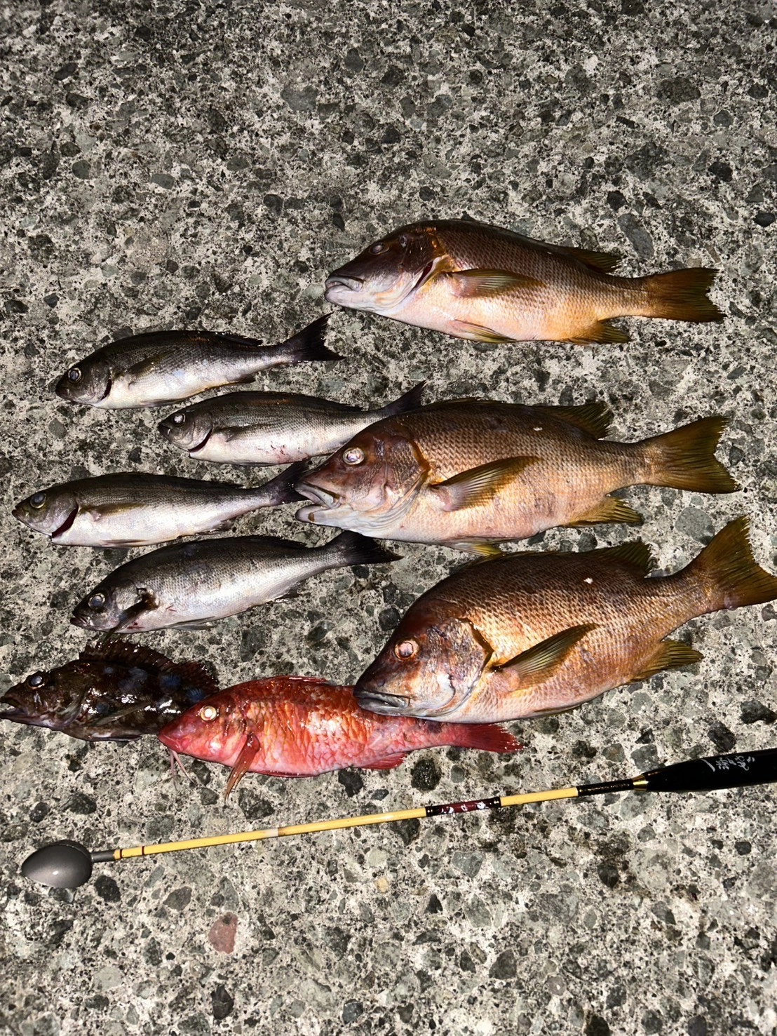 伊豆エリア夜の高級魚ハント！シブダイにコロダイなど美味しいお魚釣れ