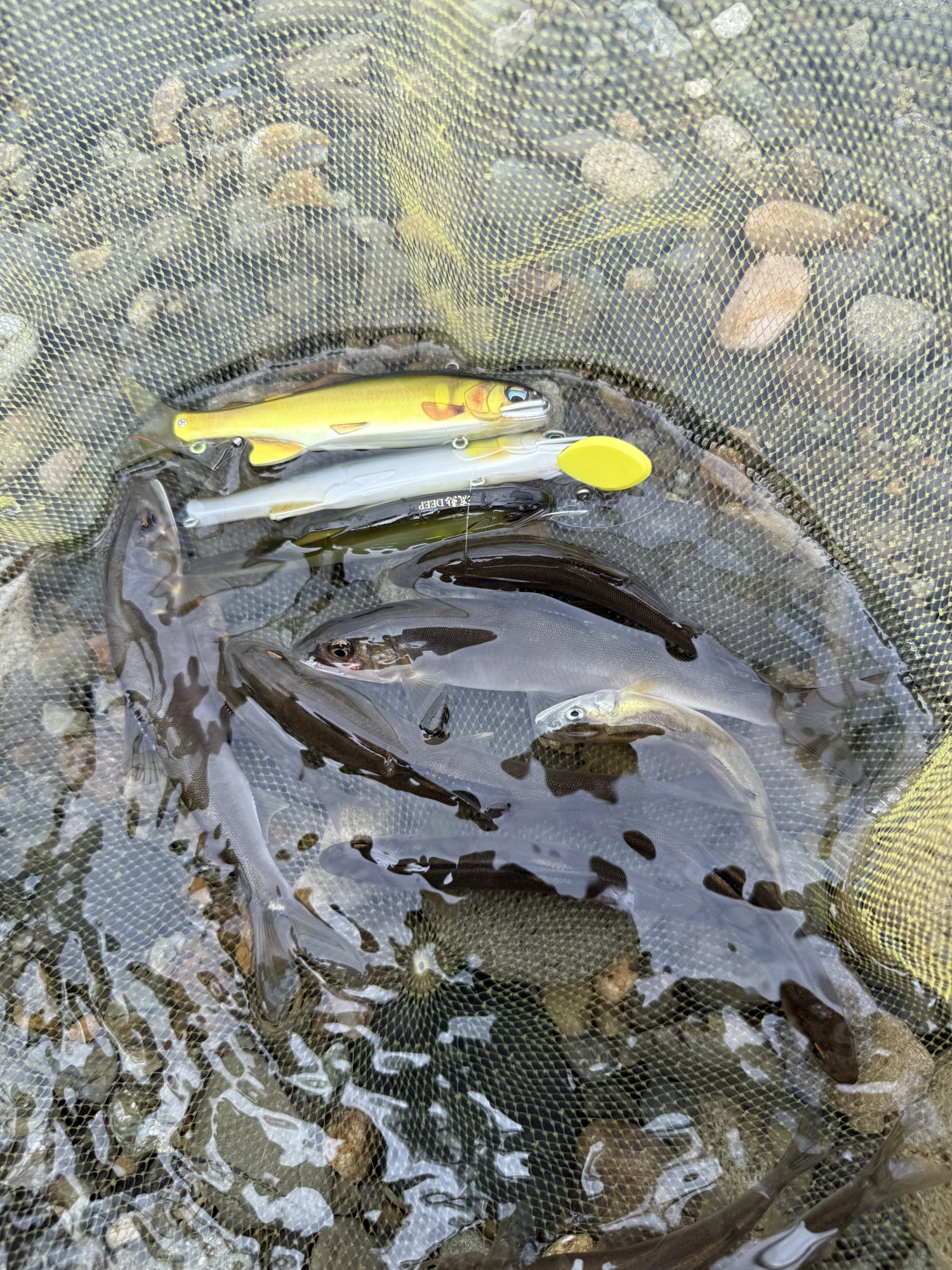 今回は全てDUOの流鮎シリーズで釣りました！！
