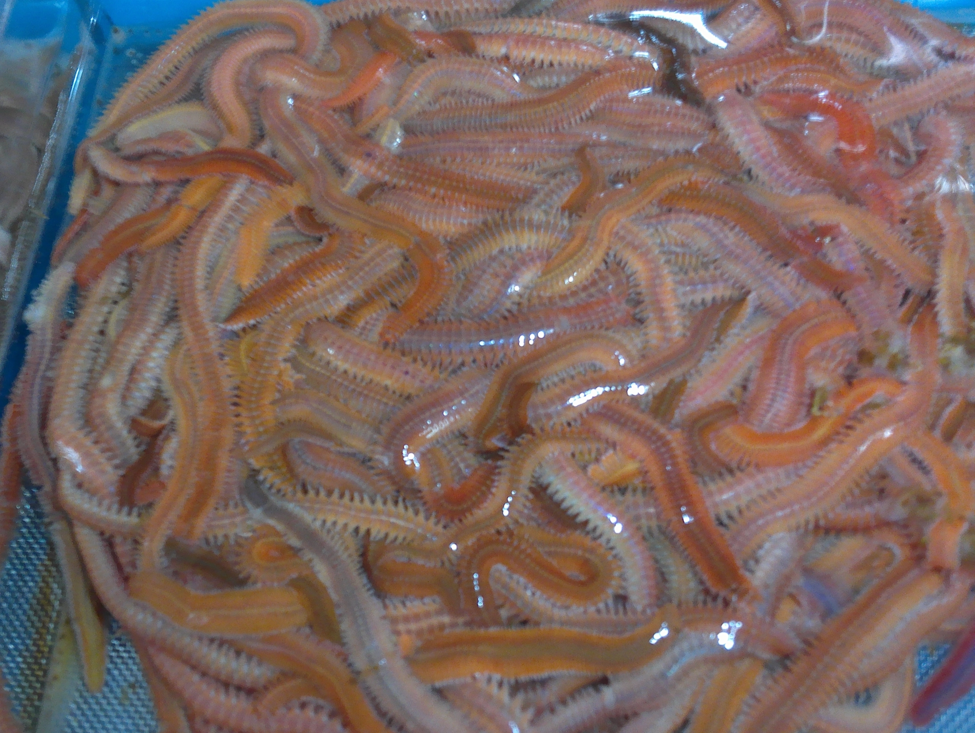 エサはゴールドイソメ、色が赤く目立つので魚の食いが抜群！
