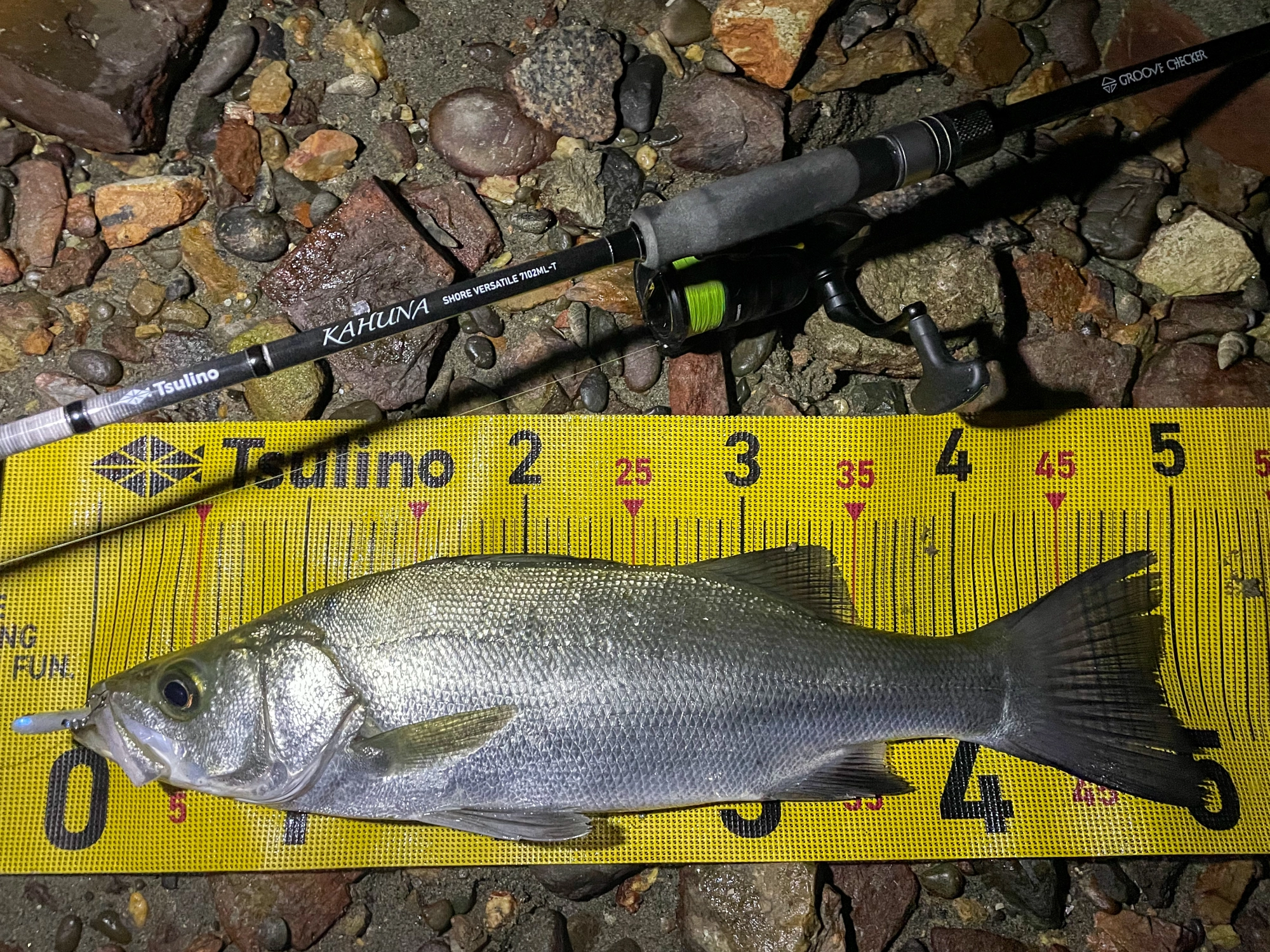浜名湖シーバス（ヒラスズキ）釣れ出しました！！ | 釣具のイシグロ