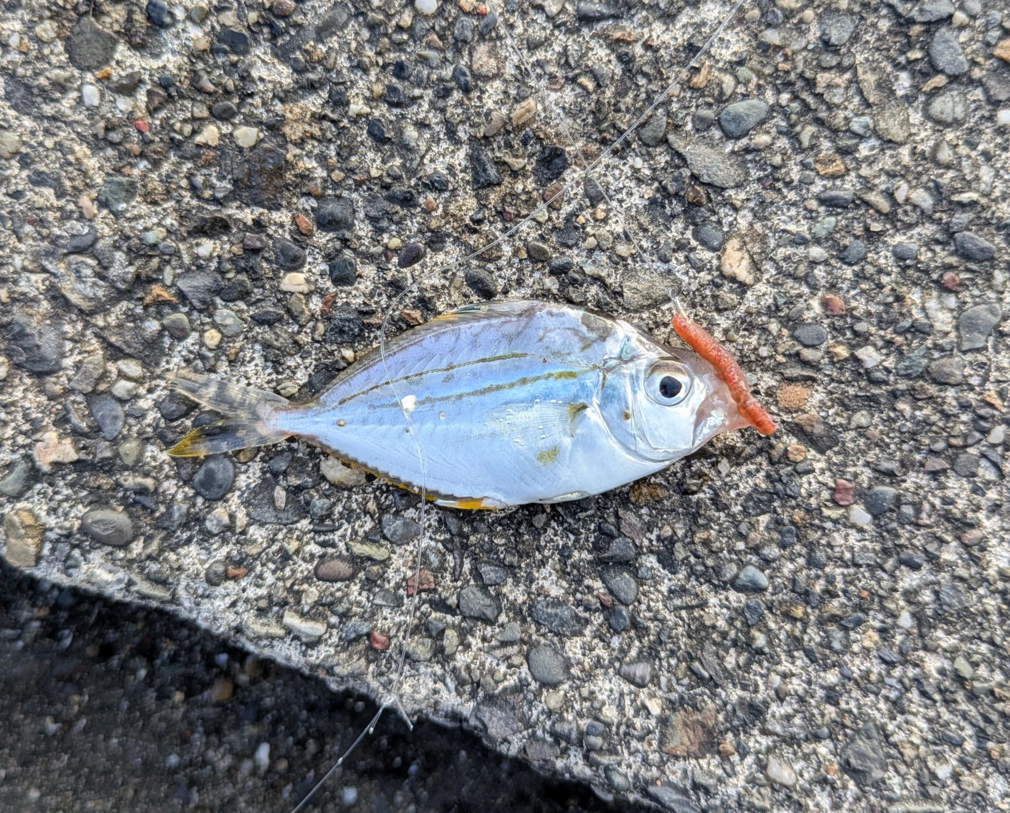 イシグロ高林店☆ヒイラギがカンパチに！堤防泳がせ釣り☆ | 釣具の
