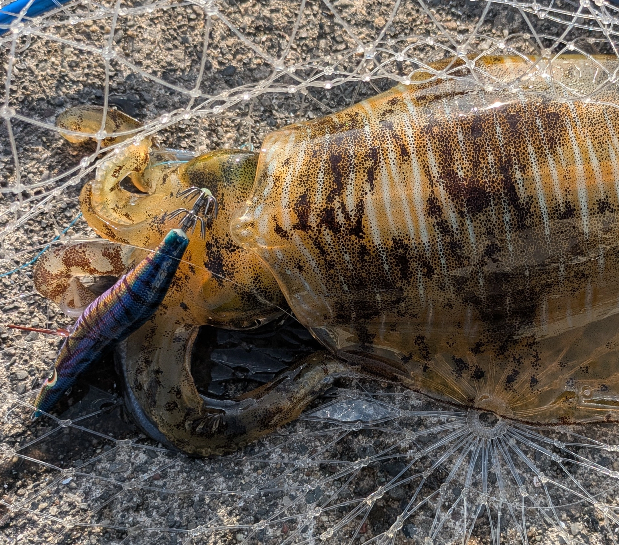 エギはTsulinoのTHE EGI、2.5号を使いましたがこのサイズが釣れているので3.0号で大丈夫。カラーはその日によって変わるので３色くらい用意して行くといいですよ。