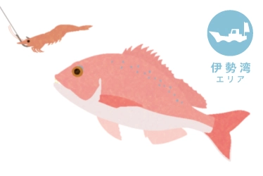 伊勢湾 ウタセマダイ釣り