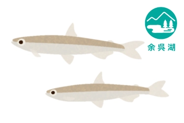 余呉湖のワカサギ釣り