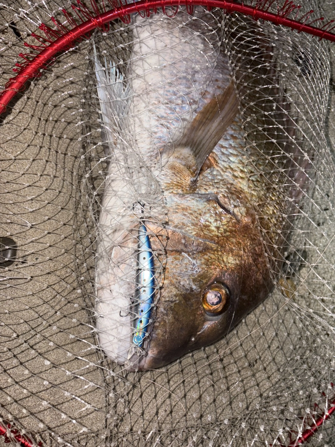 ビッグ真鯛がサーフェスウィング１２０Fにヒット！