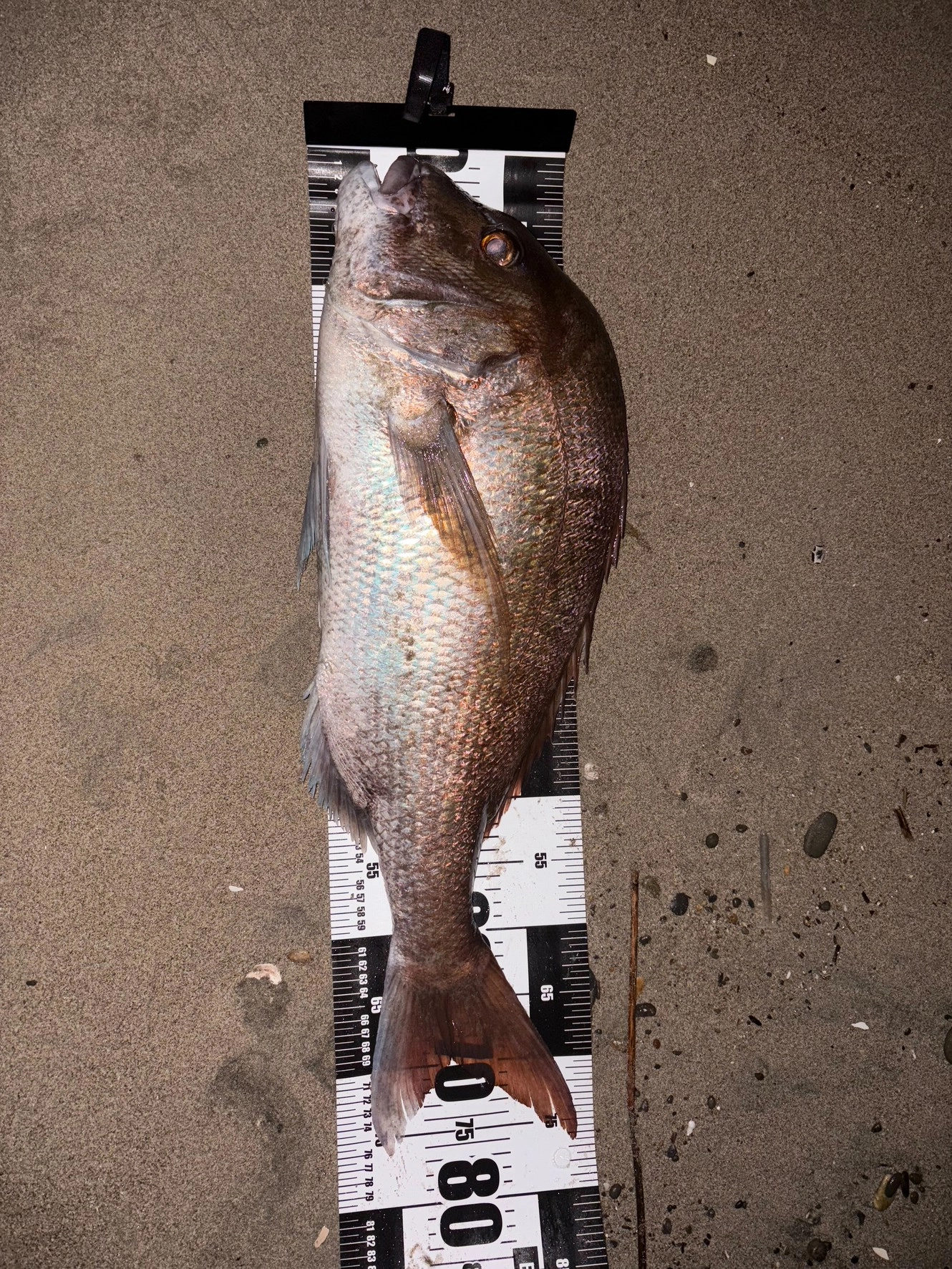 びっくりの７８ｃｍ！！