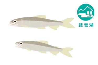 琵琶湖の小鮎（コアユ）釣り