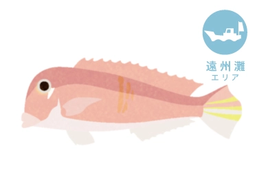 遠州灘 船 アマダイ釣り