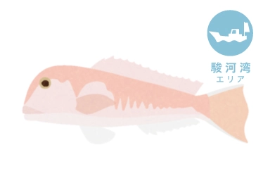 駿河湾 船 白アマダイ釣り