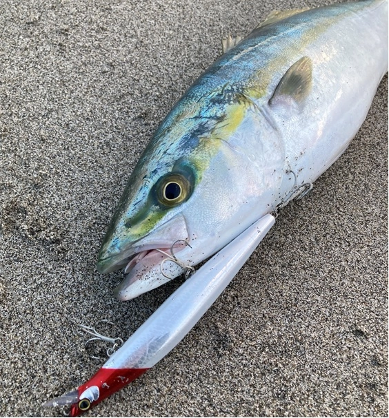 サイレントアサシン140Sのレッドヘッドは遠州サーフ最強ルアーです。