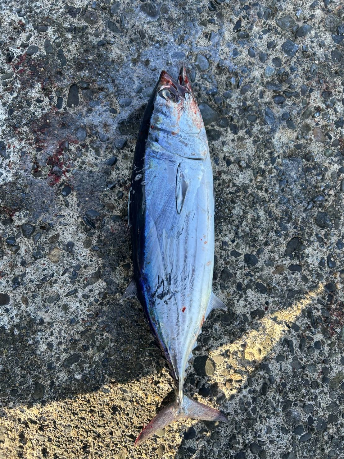 本ガツオ45㎝