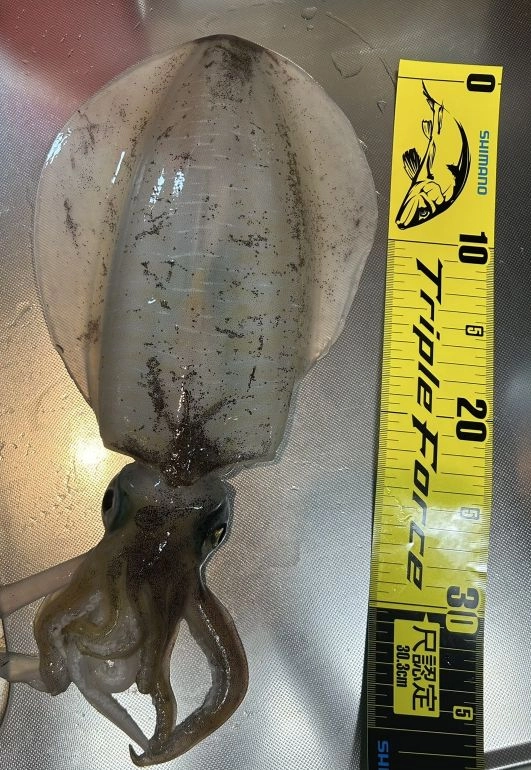 エギングで1.1キロ