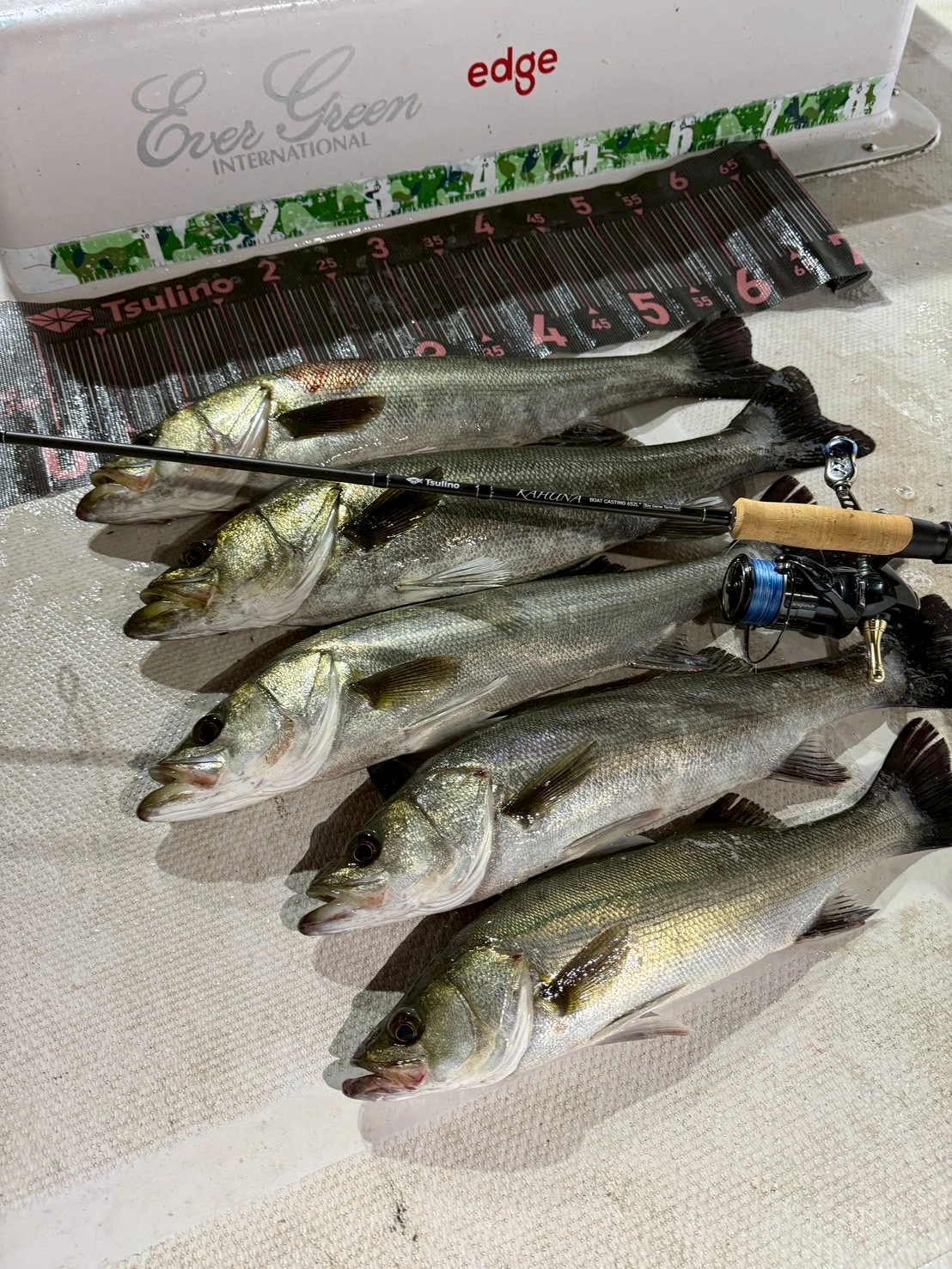 大量にイワシを摂取したシーバスは脂ノリノリ!!