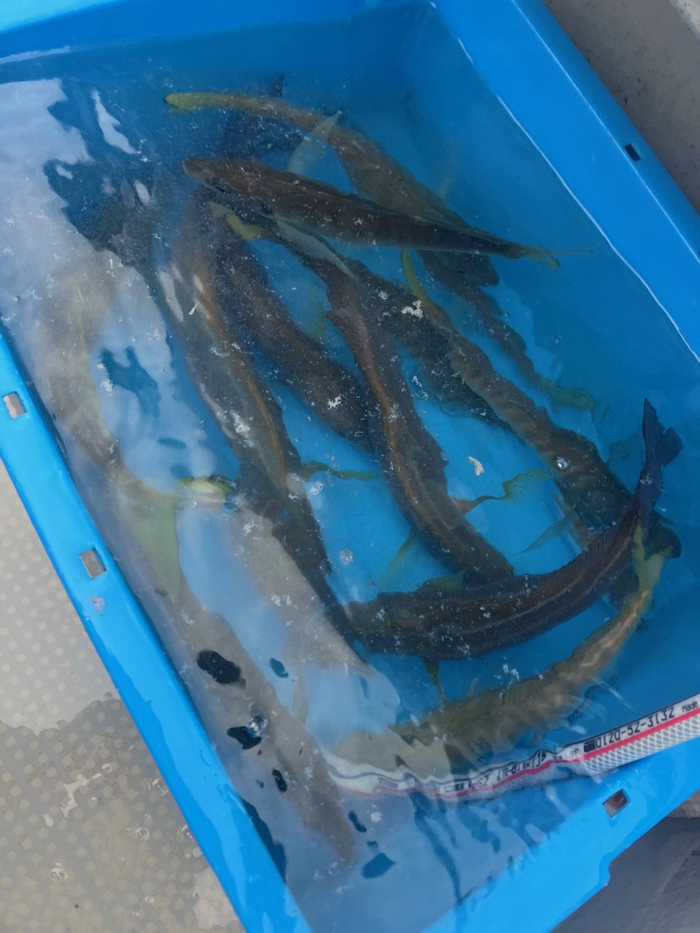 中アジが良く釣れました。