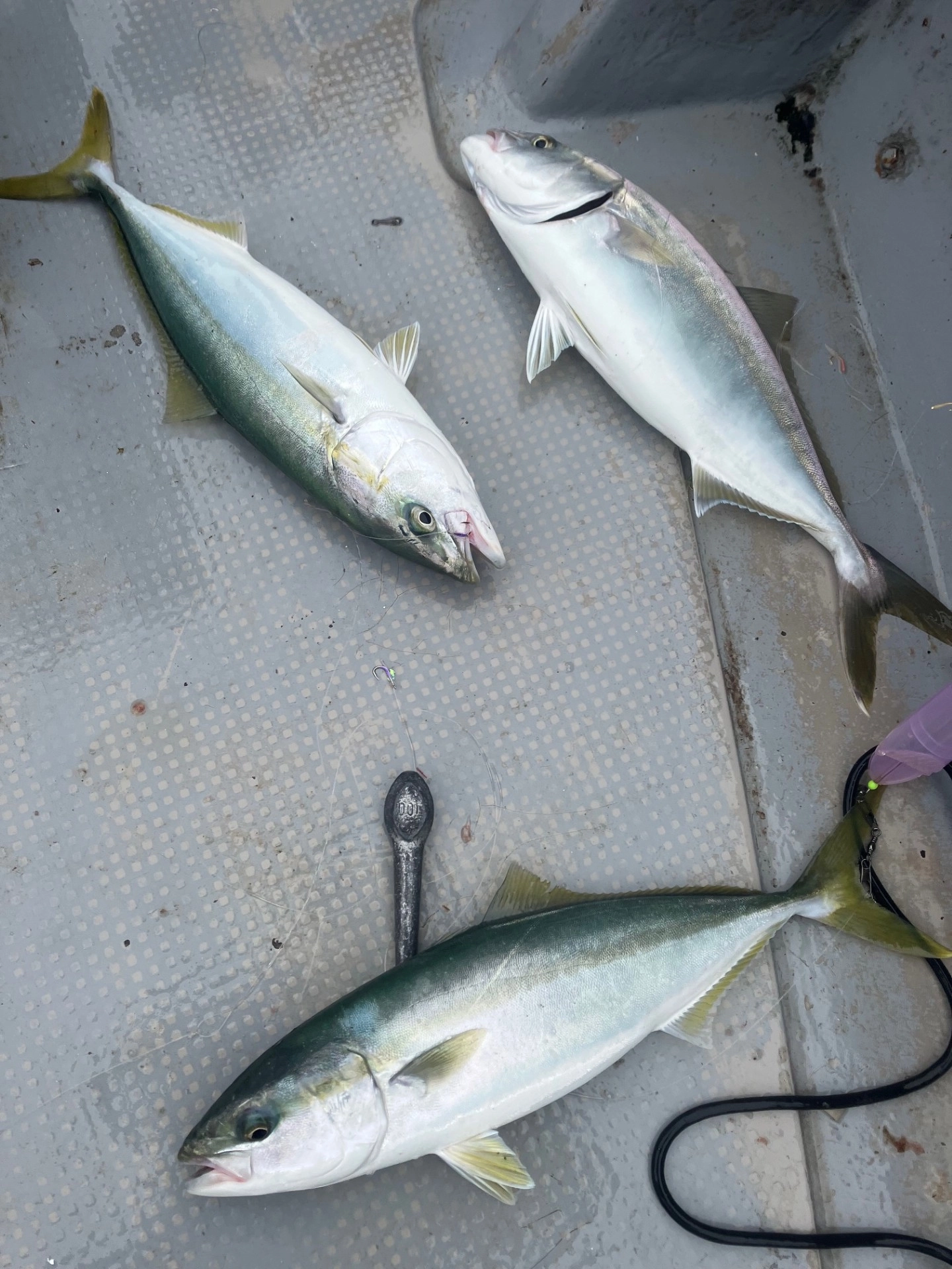 タテ釣りではイナダ×2、カンパチ×1の３連掛けありました。